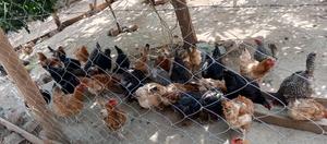 Improved Kienyeji Layers - main view