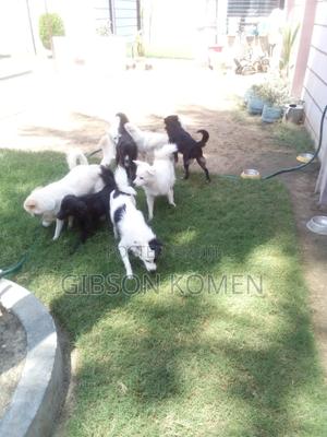 6-12 months Female Purebred Chihuahua