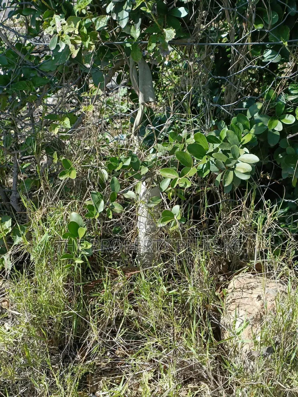 50 by 100 Plot for Sale in Katani