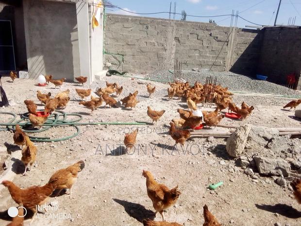 Sasso F1 Improved Kienyeji Mature Jongoos - - thumbnail 5