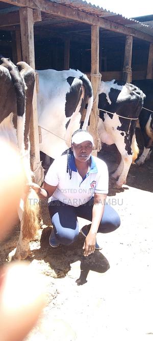 Pedigree Dairy Cattles - main view