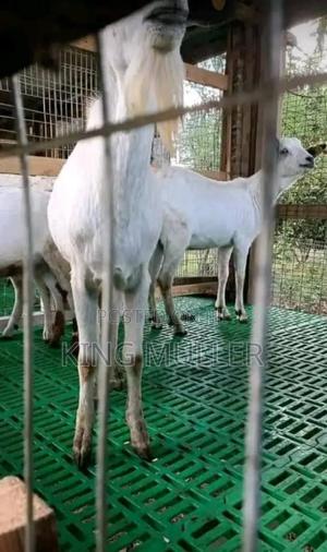 Livestock Business - main view