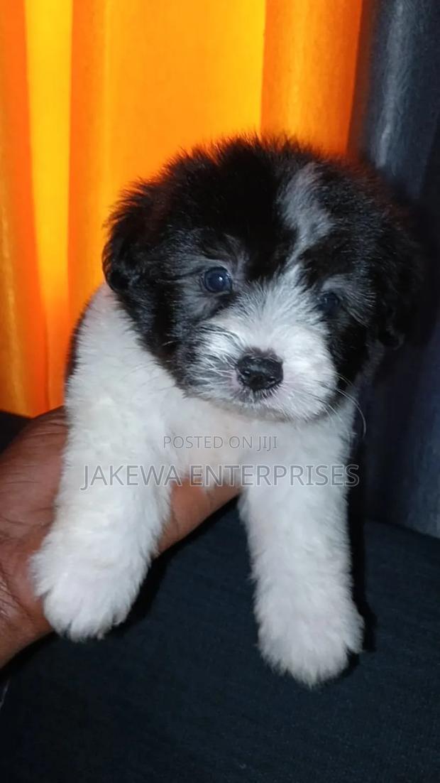 1-3 months Female Purebred Havanese - main view
