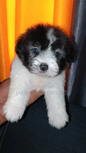 1-3 months Male Purebred Havanese