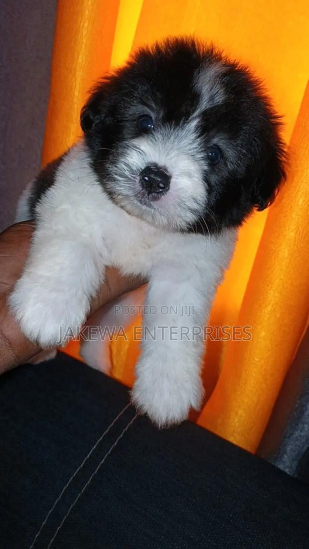 1-3 months Female Purebred Havanese - main view