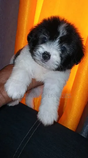 1-3 months Male Purebred Havanese