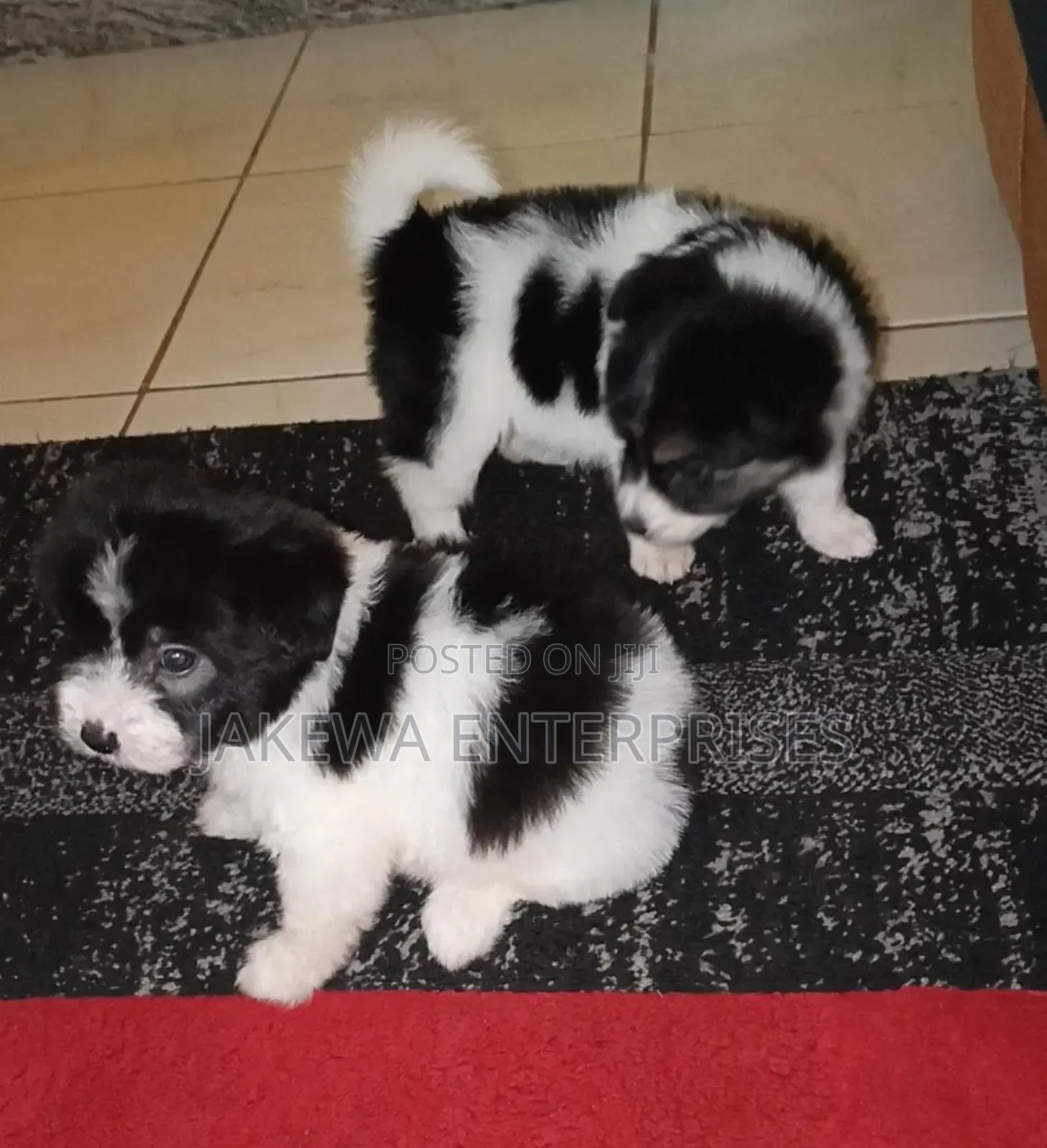 1-3 months Male Purebred Havanese