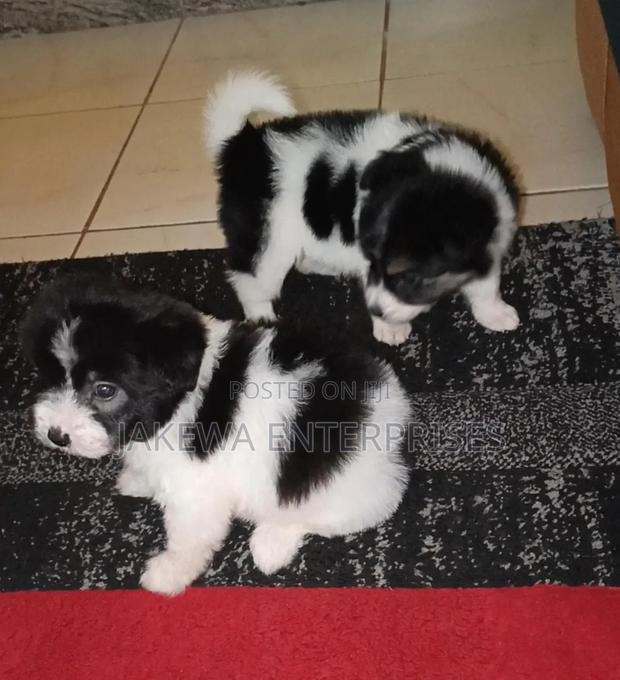 1-3 months Male Purebred Havanese