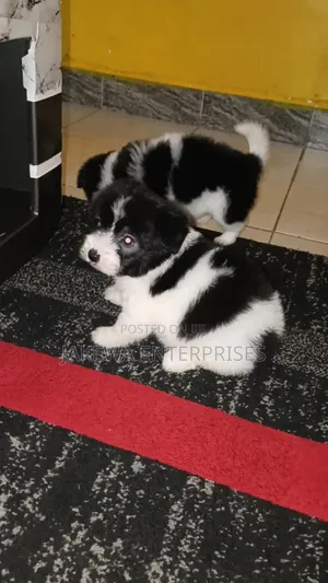 1-3 months Female Purebred Havanese