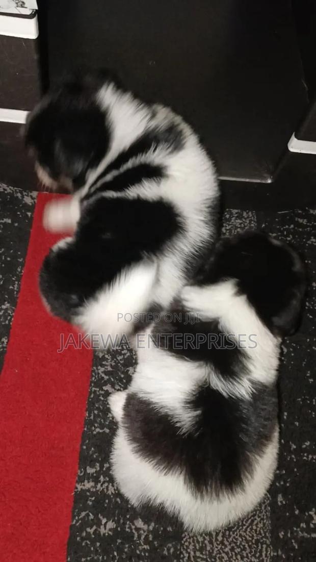 1-3 months Female Purebred Havanese