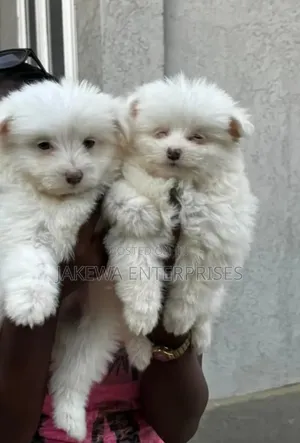 1-3 months Female Purebred Havanese