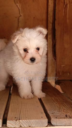 1-3 months Male Purebred Havanese - main view