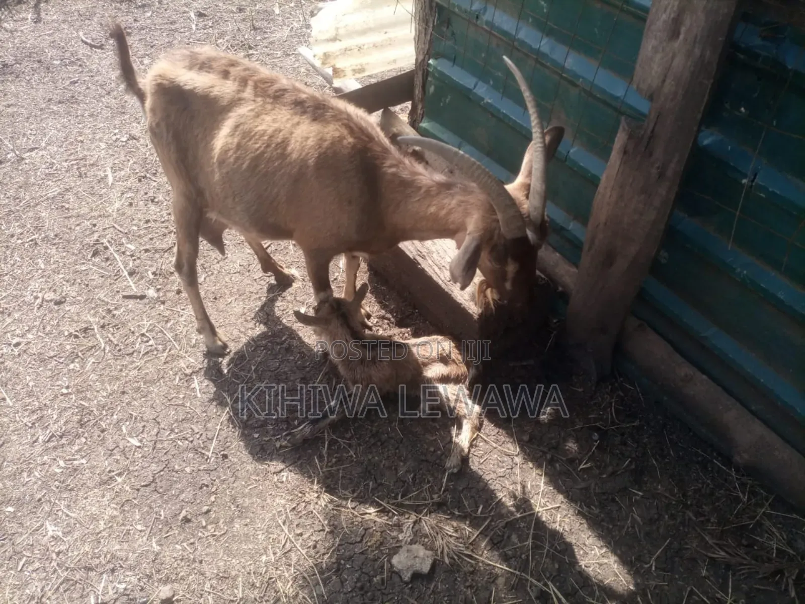 Goats Milk