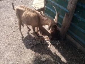 Goats Milk