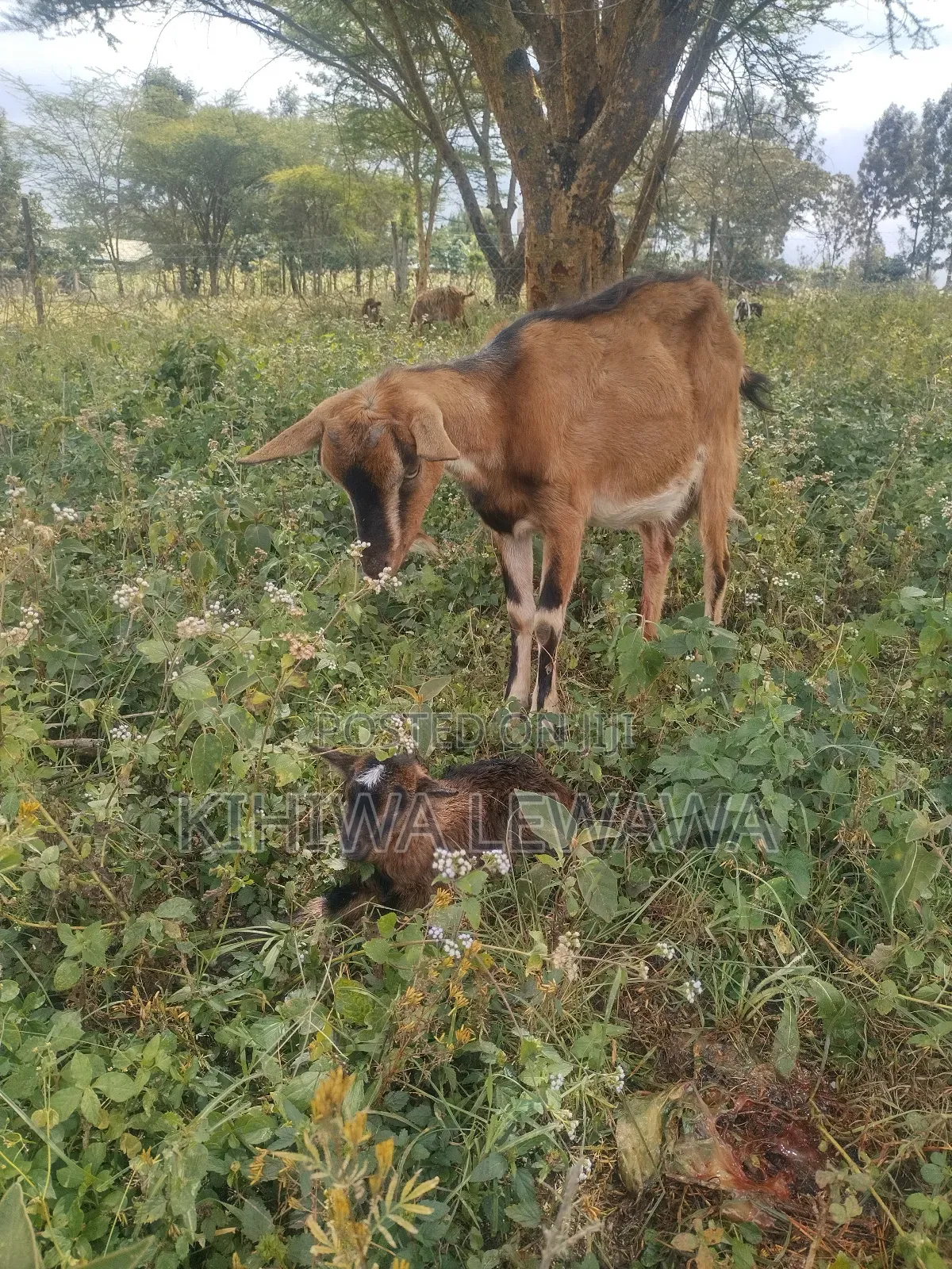Goats Milk