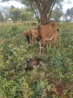 Goats Milk