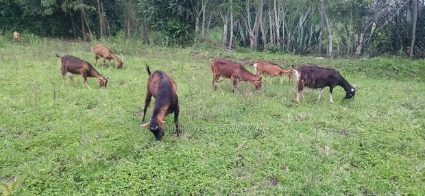 Goats Milk - thumbnail 5