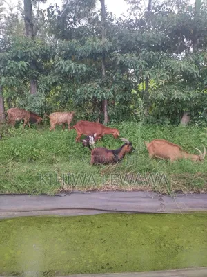 Goats Milk