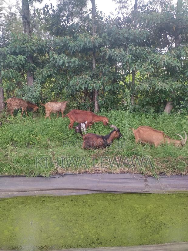 Goats Milk - thumbnail 3