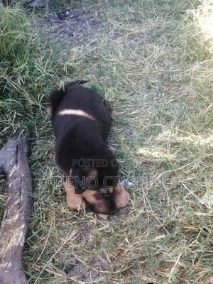 1-3 months Male Purebred German Shepherd - main view