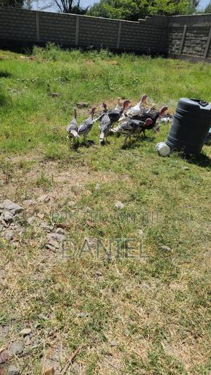 Turkeys for Sale - main view