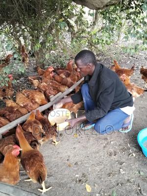 Agriculture - main view