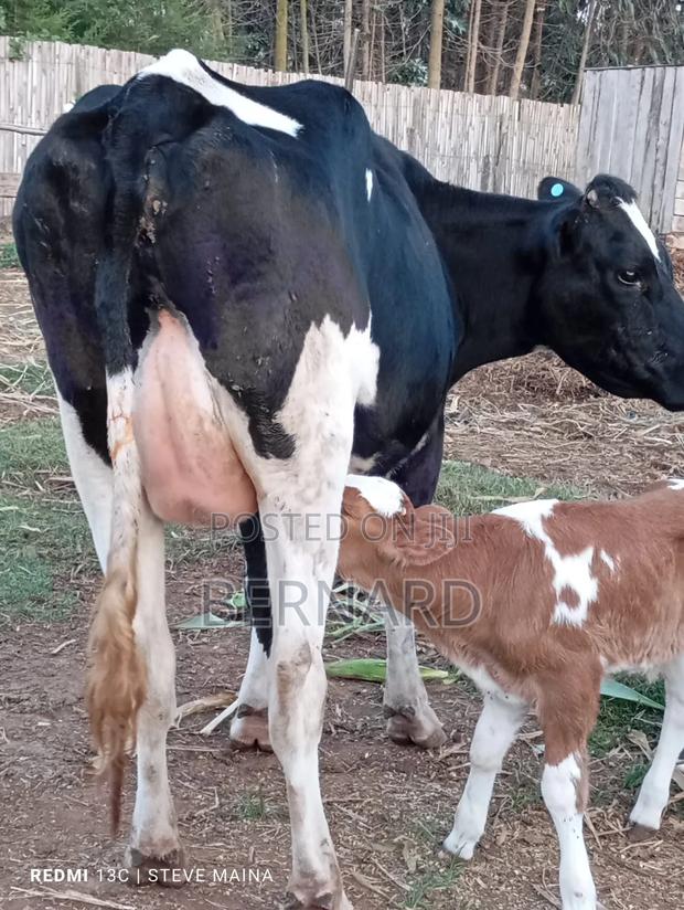 Freshian Cow - main view