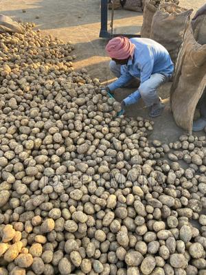 Bulk Potatoes for Sale – Direct From Farm, Narumoru (Nyeri)