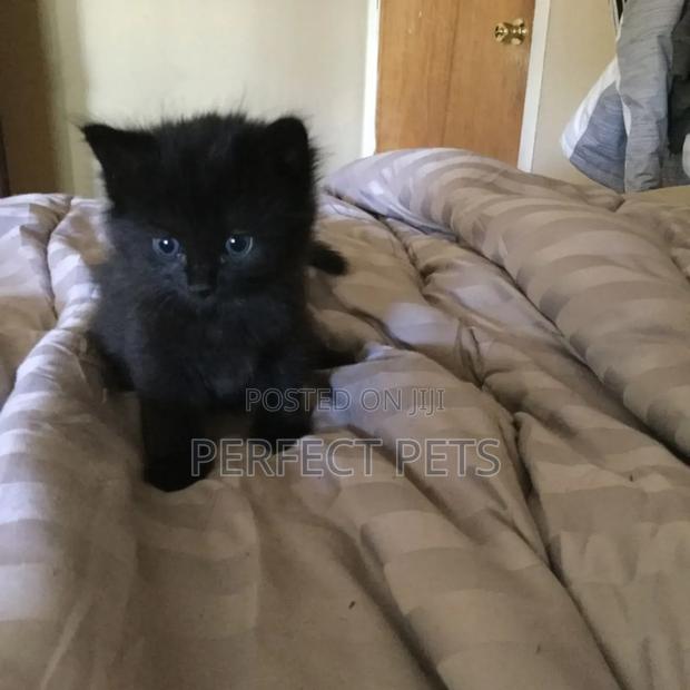 1-3 months Male Mixed Breed Bombay