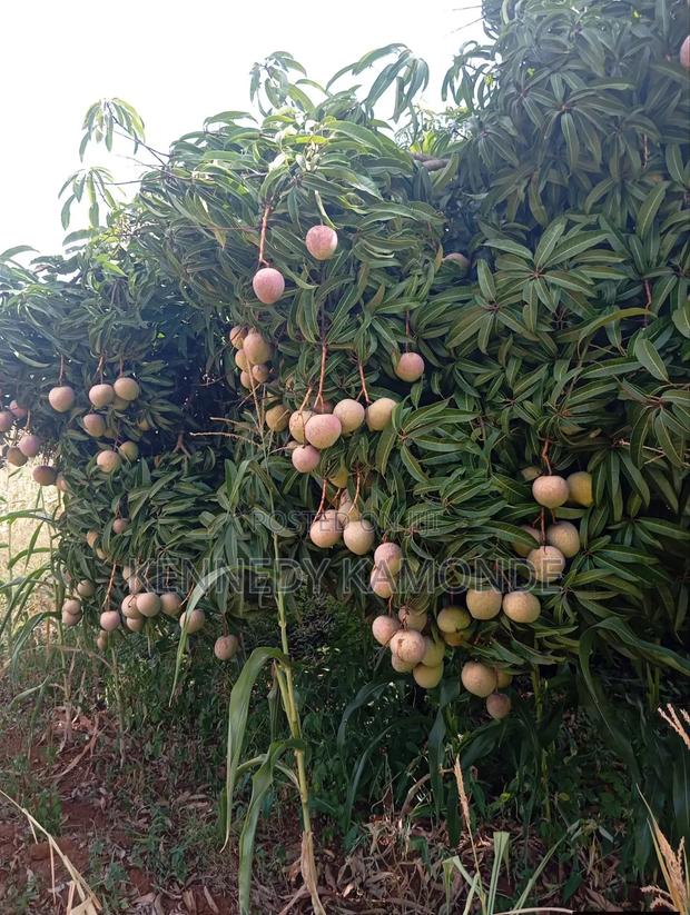 Land for Sale - main view