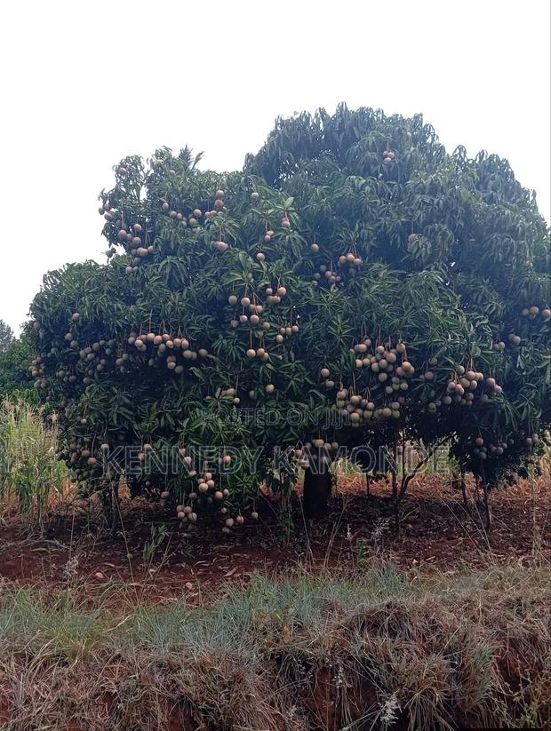 Land for Sale - thumbnail 2