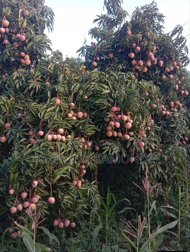 Land for Sale - thumbnail 3