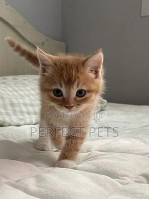 1-3 months Male Mixed Breed Tabby - thumbnail 2