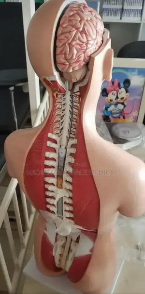 Spine Training Model/Spine Manikin - thumbnail 2