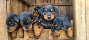 1-3 months Male Purebred Rottweiler