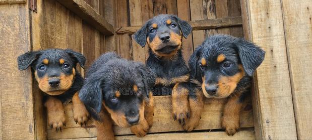 1-3 months Male Purebred Rottweiler - thumbnail 2