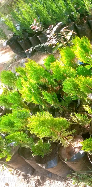 Healthy Italian Cypress and Booklet Cypress Machakos