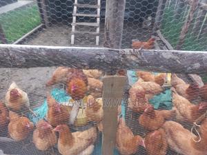 Improved Kienyeji On Sale - main view