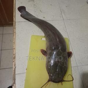 Cat Fish for Sale - main view