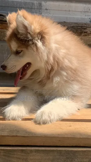 1-3 months Male Purebred Siberian Husky