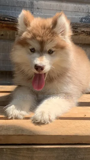 1-3 months Female Purebred Siberian Husky