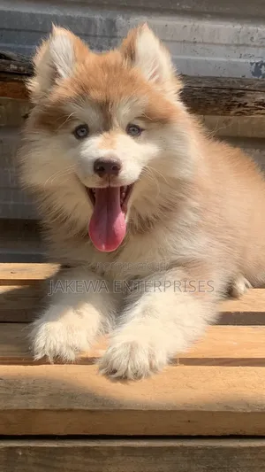 1-3 months Male Purebred Siberian Husky