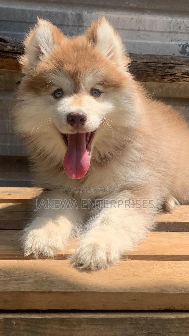 1-3 months Male Purebred Siberian Husky