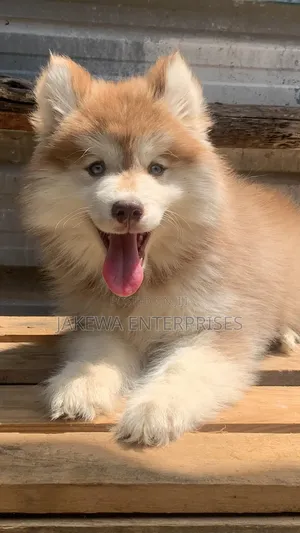 1-3 months Male Purebred Siberian Husky