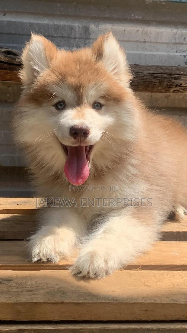 1-3 months Male Purebred Siberian Husky - main view