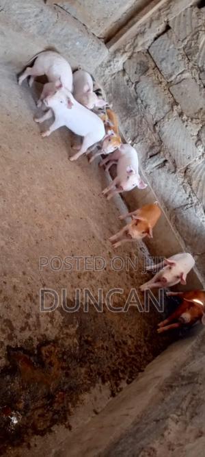 Duroc Piglets - main view