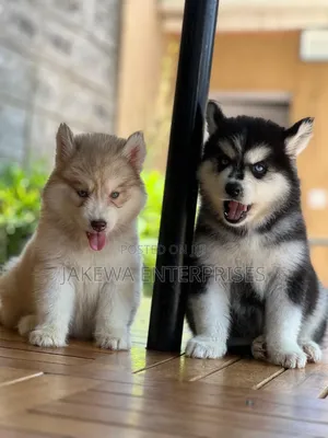 1-3 months Male Purebred Siberian Husky