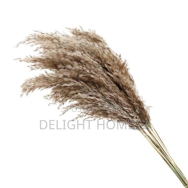 Natural Dried Pampas Grass_ele