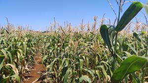 Green Maize (Mitungo Githeri Roasting) - main view