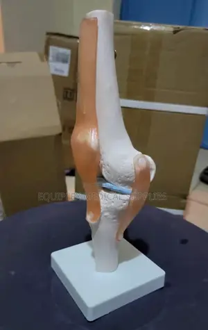Knee Joint Model With Movable Ligaments for Anatomical Study
